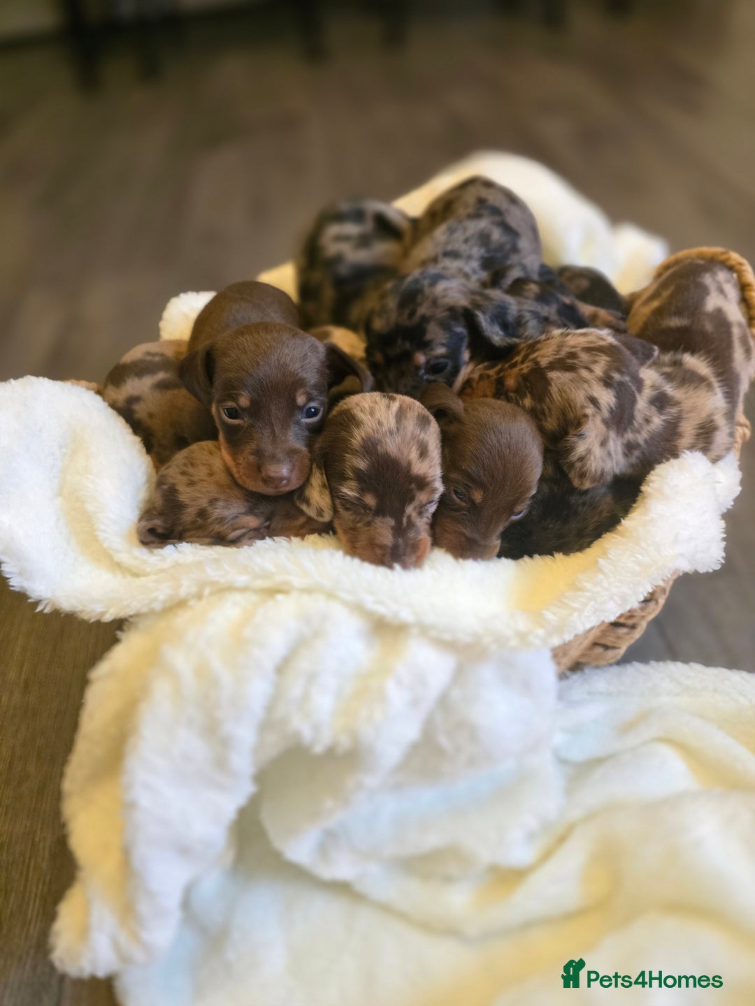 Miniature Dachshund dogs for sale: Miniature dachshunds 🐶 - Image 2