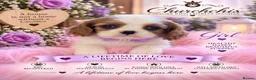 Cavalier King Charles Spaniel dogs for sale: 5* Licensed RKC H/T Gorgeous Cavalier KC - Advert 27