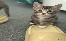 Domestic Shorthair cats for sale: Lovely little tabby kittens - Image 6