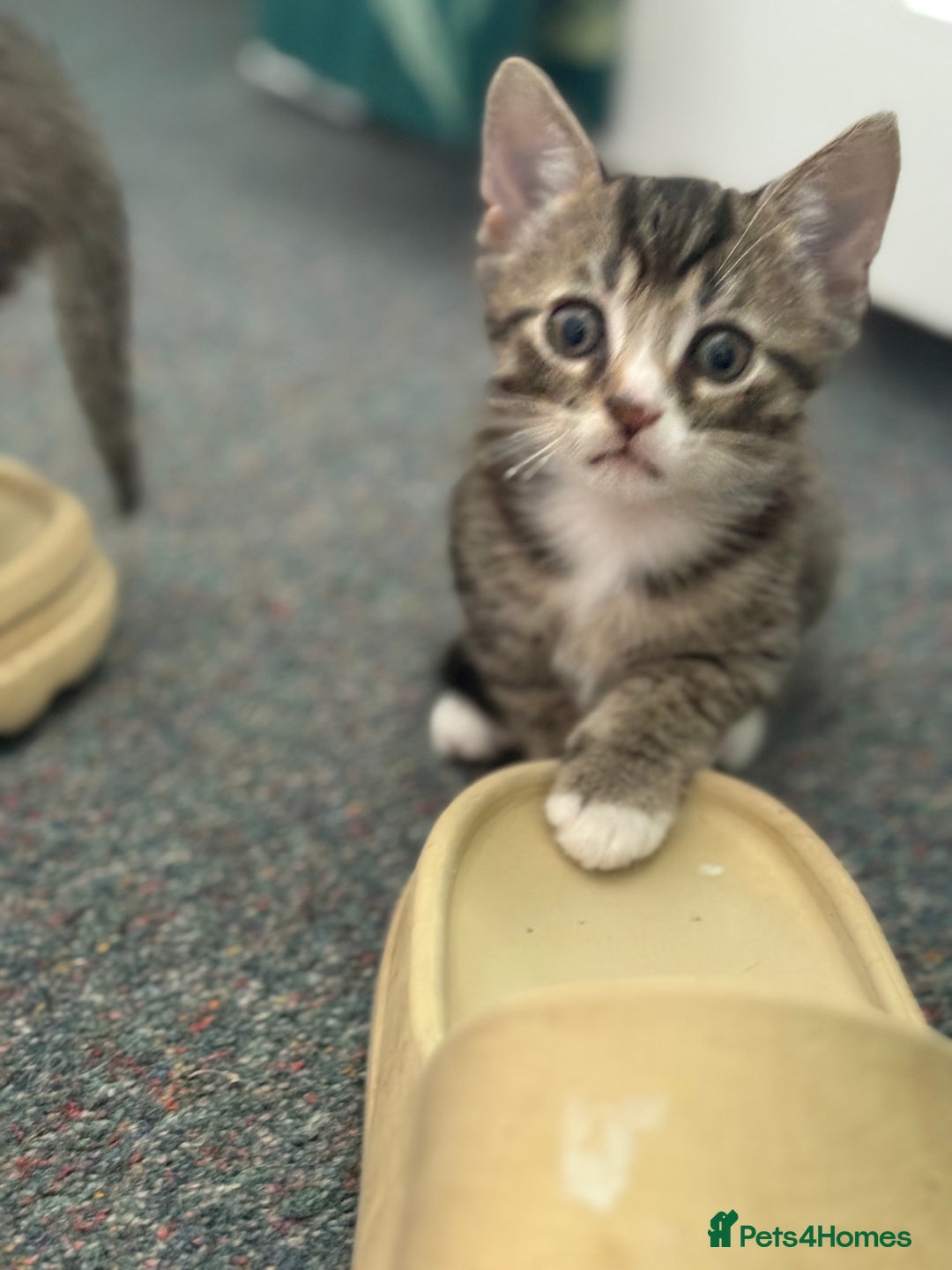 Domestic Shorthair cats for sale: Lovely little tabby kittens - Image 6
