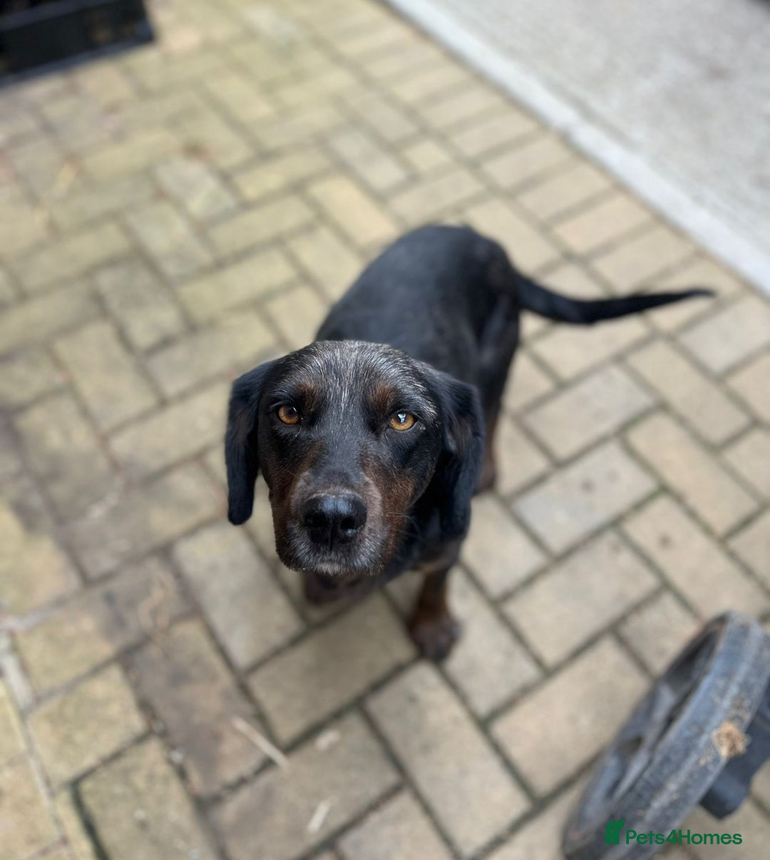 Mixed Breed dogs for sale: 4 beautiful spaniel X jack russel pups ❤️ - Image 13