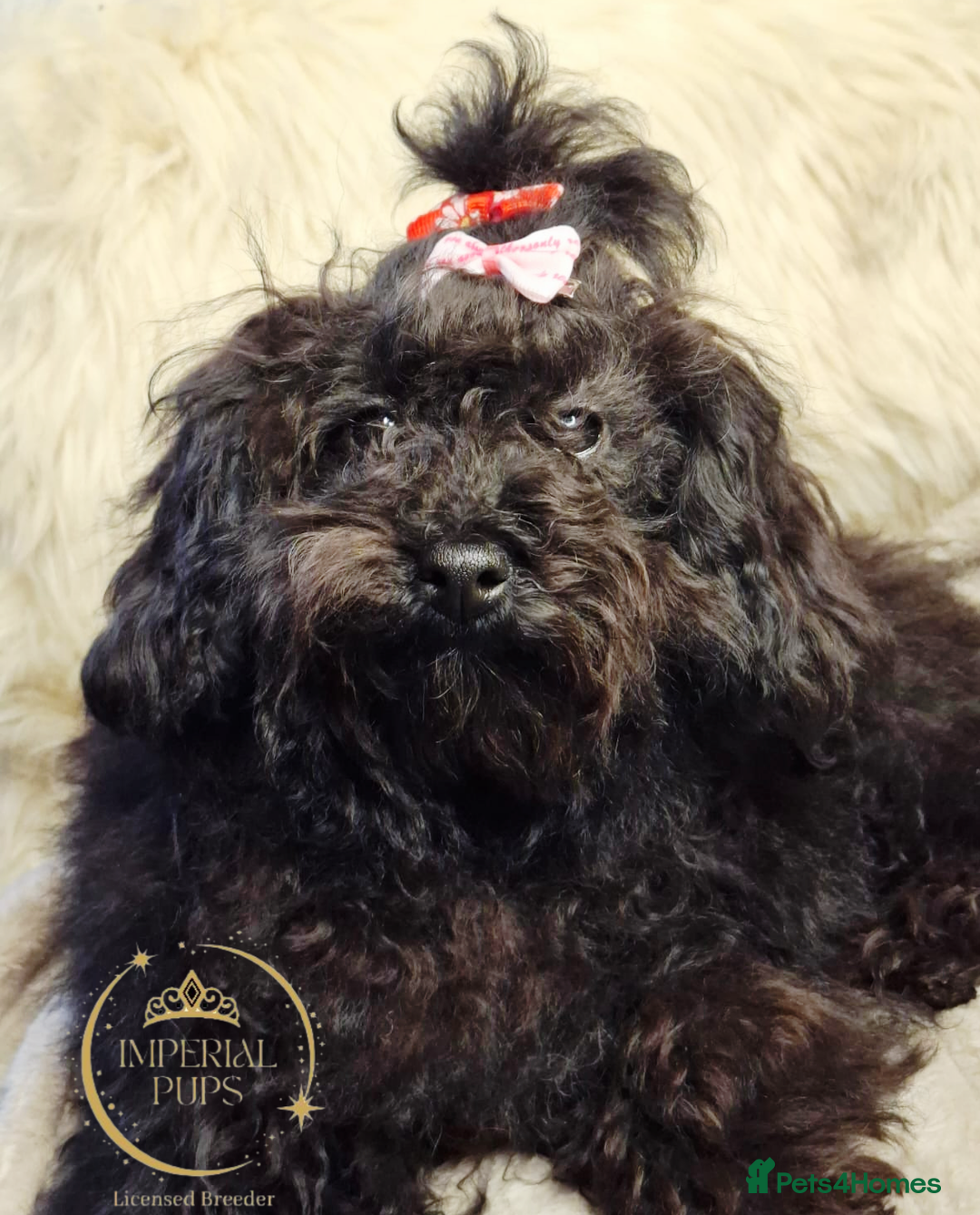 Toy Poodle dogs for sale: Asian toy poodle round eyes sable flat muzzle  - Advert 2