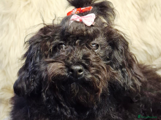 Toy Poodle dogs Asian toy poodle round eyes sable flat muzzle - Advert 17