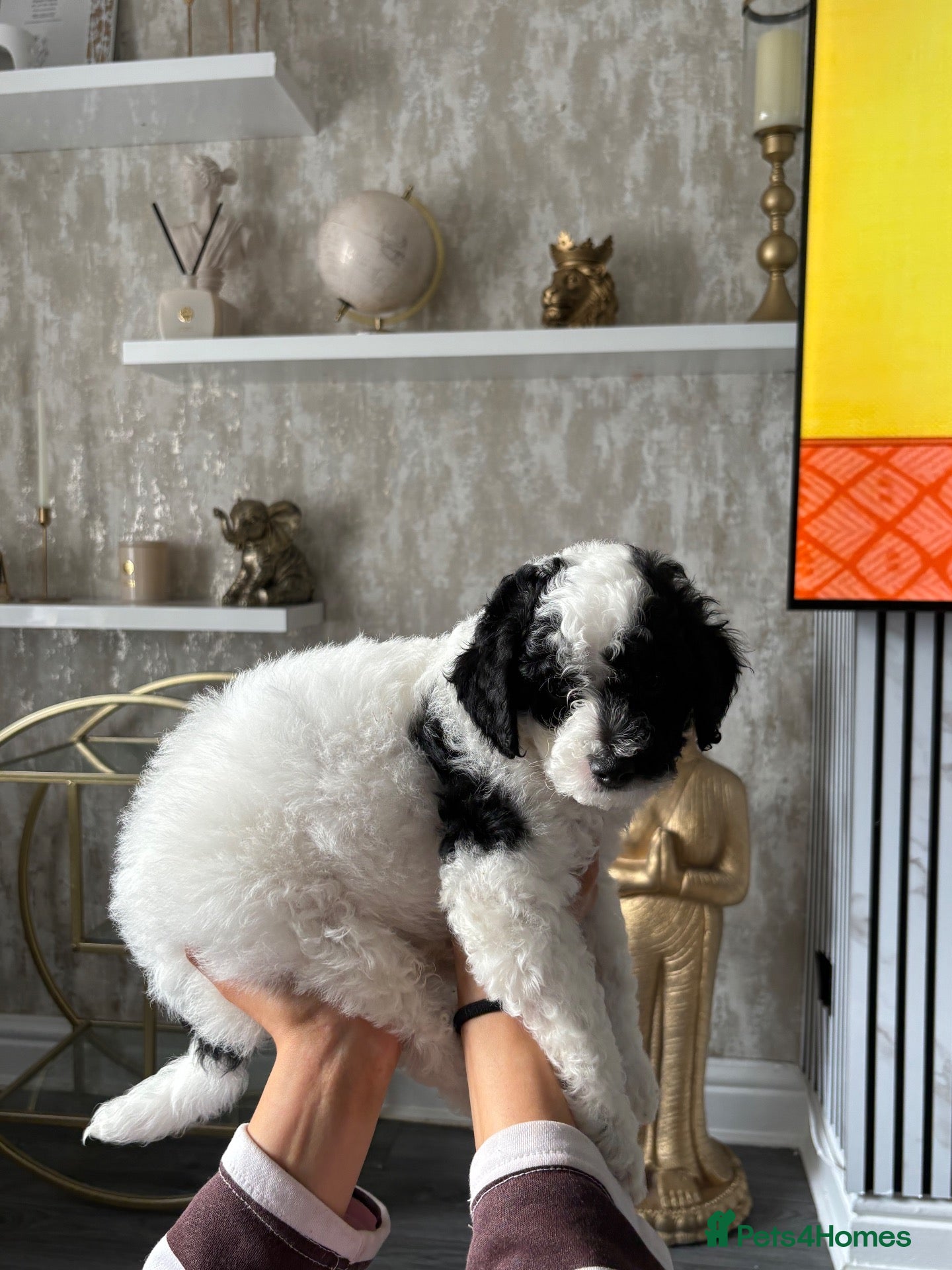 Cavapoochon dogs *REDUCED*READY TO LEAVE ON THE 7th Cavapoochon pup - Advert 2