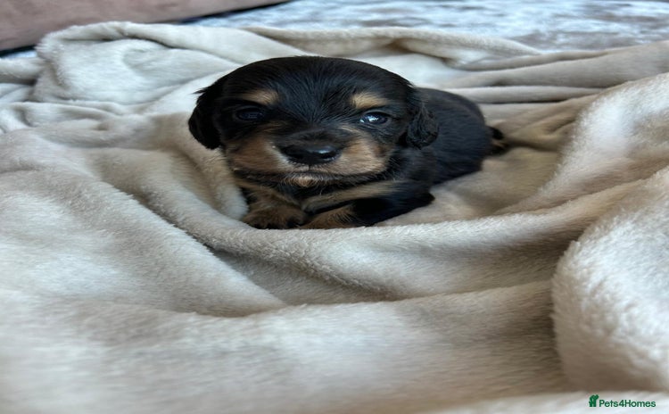 Miniature Dachshund dogs - Advert 3