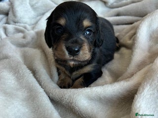 Miniature Dachshund dogs - Advert 24