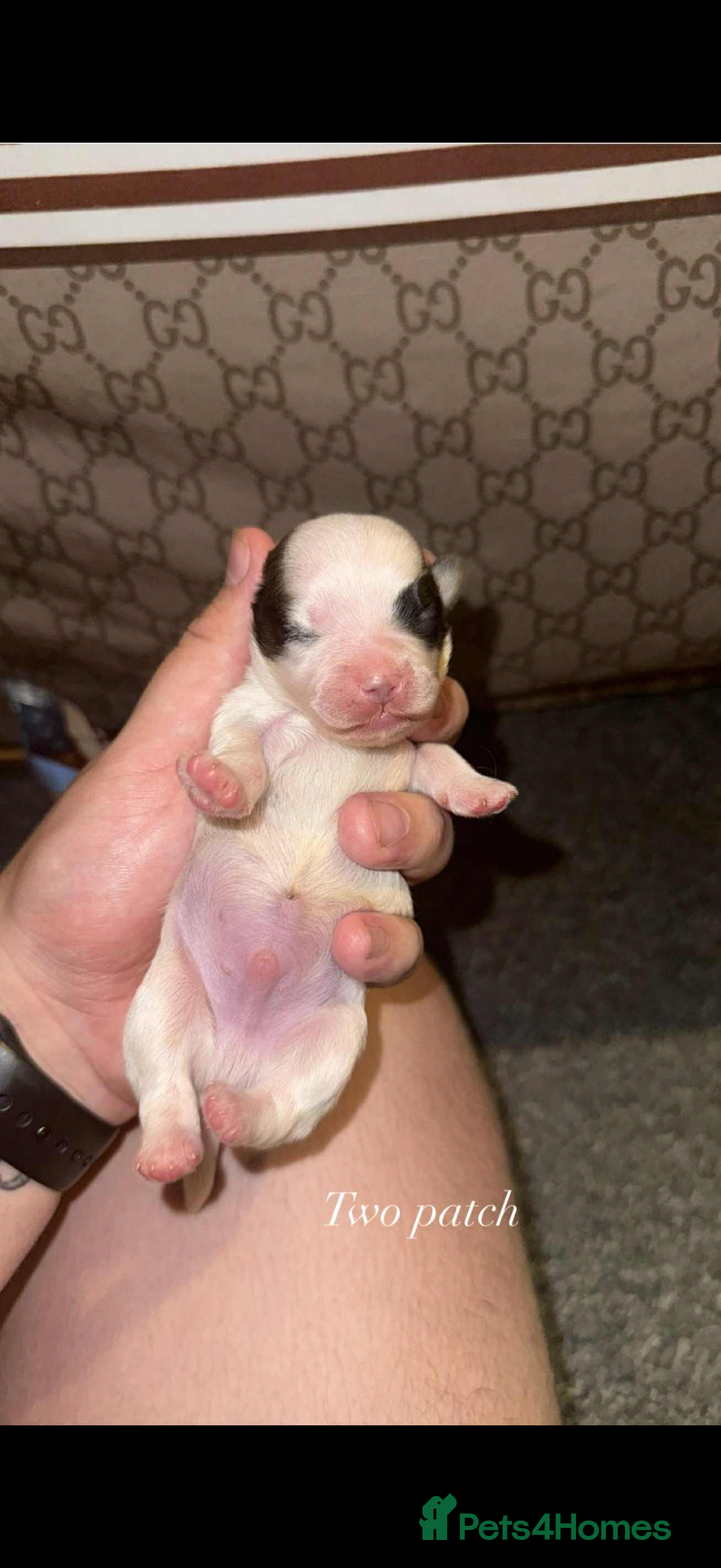 Shih Tzu dogs for sale: Shih tzu puppies - Image 4