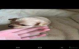 Chipoo dogs for sale: Beautiful Chipoo puppies.  - Image 11