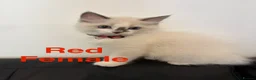 Ragdoll cats for sale: 5 Ragdoll Kittens For Sale - Advert 23