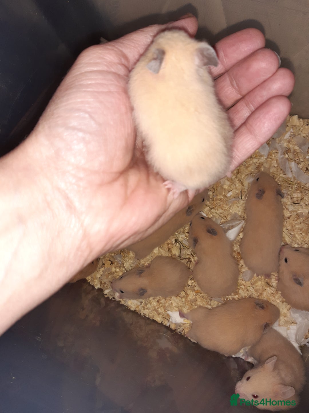 Hamster rodents for sale: Baby Syrian hamsters ready now  - Image 5