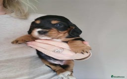 Cocker Spaniel dogs for stud: Fully health tested dark red working cocker stud - Image 19