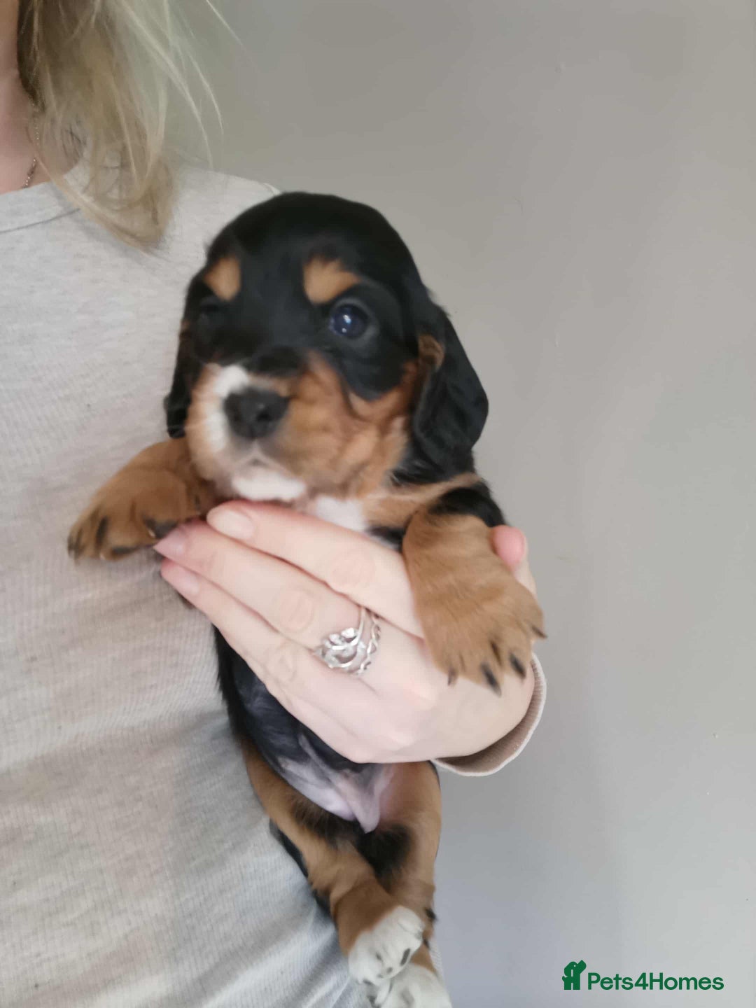 Cocker Spaniel dogs for stud: Fully health tested dark red working cocker stud - Image 19