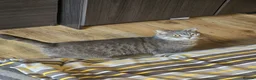 British Shorthair cats for sale: Female British shorthair kitten for sale in Dudley - Advert 7
