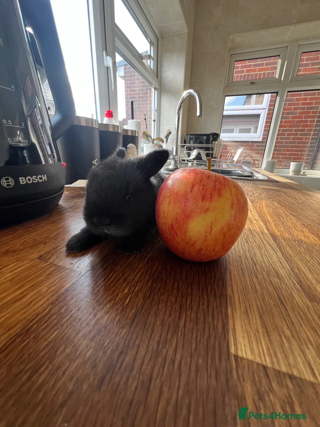 Mini Lop rabbits for sale: 4 baby mini lops ☀️🍓 - Advert 7