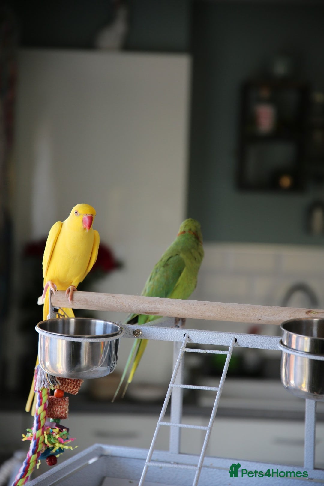 Ringnecks birds for sale: Male and Femele couple + Very good cage - Image 3