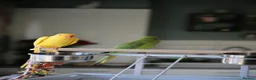 Ringnecks birds for sale: Male and Femele couple + Very good cage - Advert 3