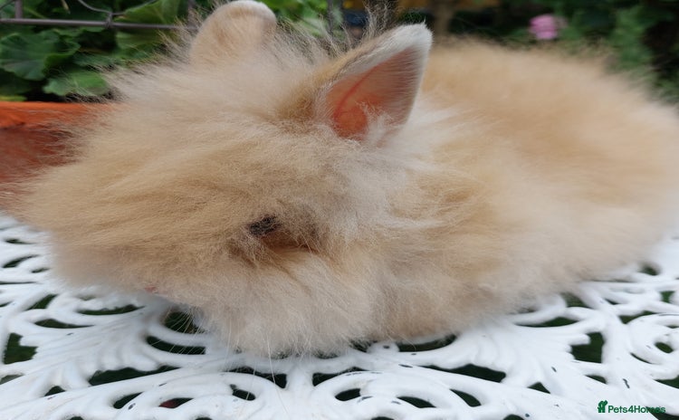 Lionhead rabbits - Advert 11