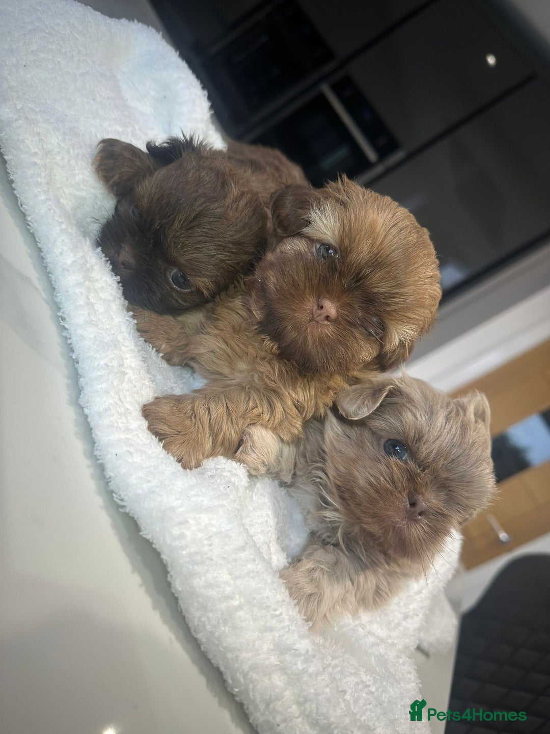 Shih Tzu dogs for sale: 🐶Imperial ShihTzu Puppies–Exceptional Bloodline🐶 - Image 8