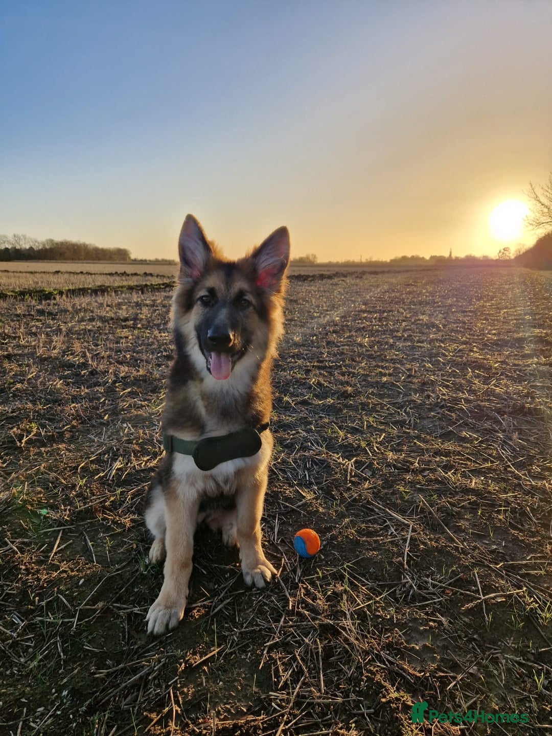 German Shepherd dogs for sale: 5 months old German shepherd  - Advert 4