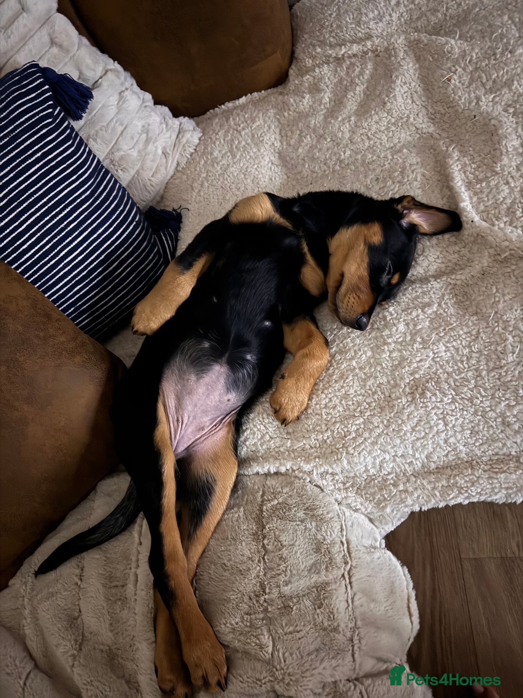 Mixed Breed dogs for sale: Golden retriever X huntaway - Image 4