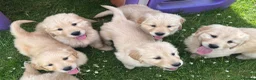 Golden Retriever dogs for sale: Beautiful KC Golden Retriever Puppies - Advert 15