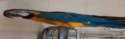 Parrots birds for sale: Blue gold macaw  in Enniskillen - Advert 3