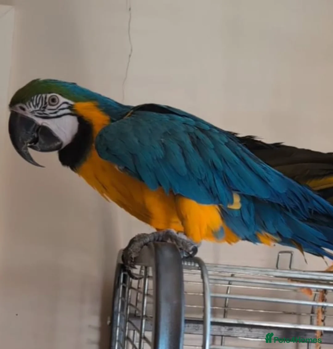 Parrots birds for sale: Blue gold macaw  in Enniskillen - Advert 3
