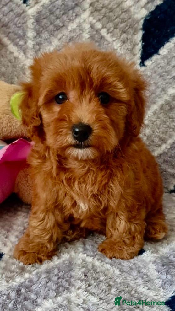 Maltipoo dogs READY TO LEAVE!! BEAUTIFUL LITTER OF F1B MALTIPOOS - Advert 1