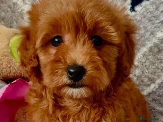 Maltipoo dogs READY TO LEAVE!! BEAUTIFUL LITTER OF F1B MALTIPOOS - Advert 1