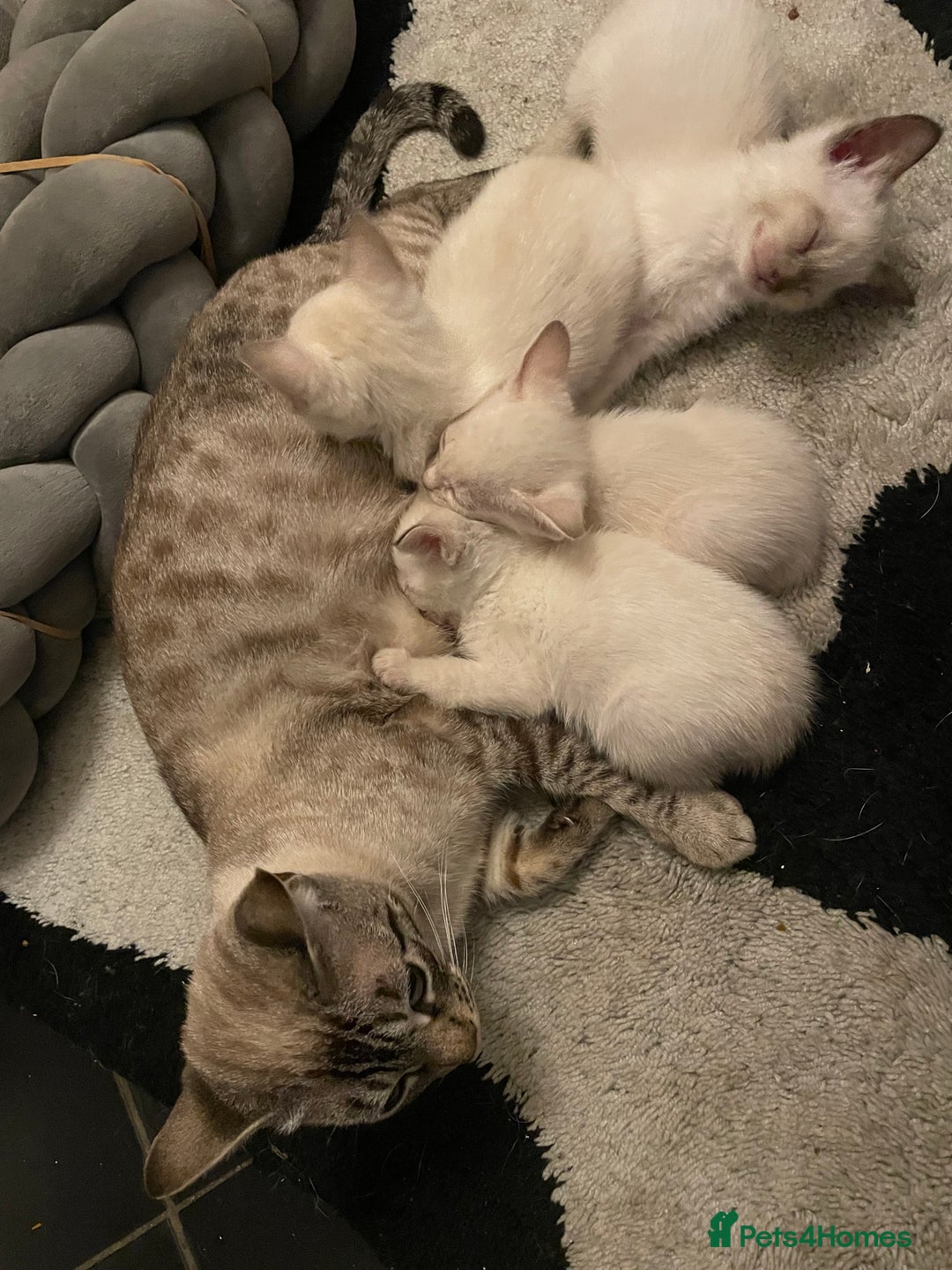 Bengal cats for sale: ABSOLUTELY BEAUTIFUL KITTENS 🐈‍⬛ XX - Advert 14