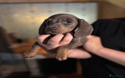 Miniature Dachshund dogs for sale: 🌟ONE LEFT🌟 Beautiful mini Dachshund puppies 🥰 - Image 7