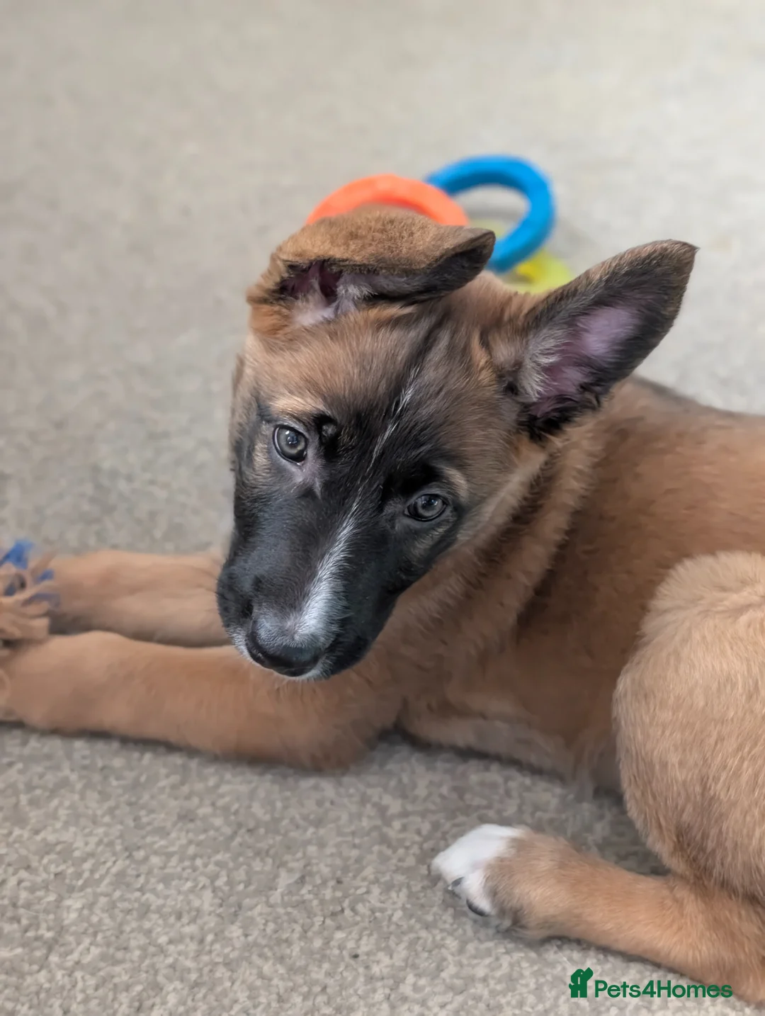 Mixed Breed dogs for sale: Belgian Malinois x Border Collie - Advert 2