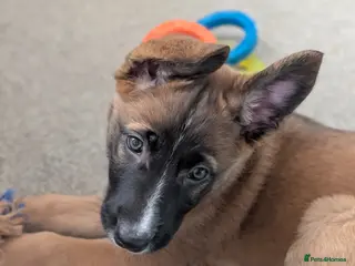 Mixed Breed dogs Belgian Malinois x Border Collie - Advert 16