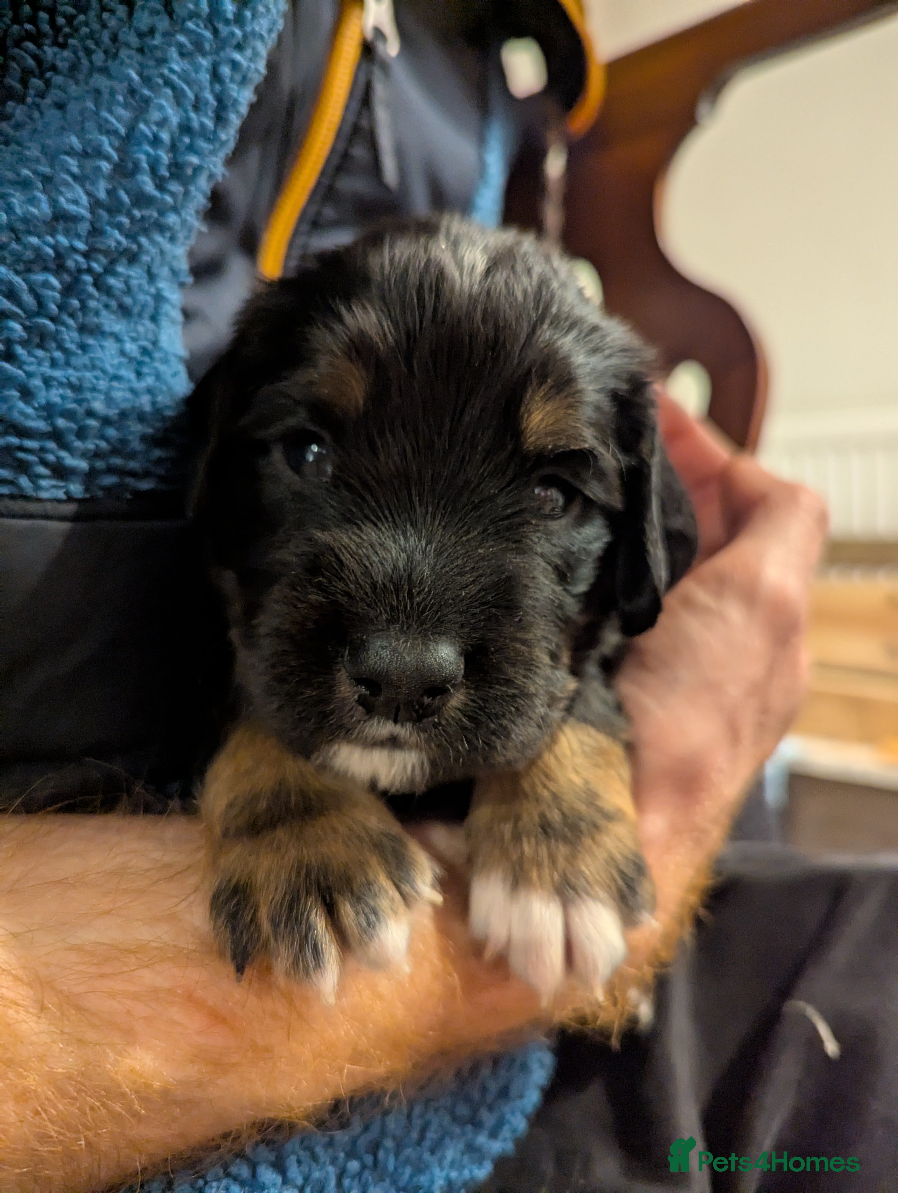 Mixed Breed dogs Sprocker puppies ready 10th Jan - Advert 7