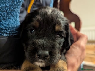 Mixed Breed dogs Sprocker puppies ready 10th Jan - Advert 6
