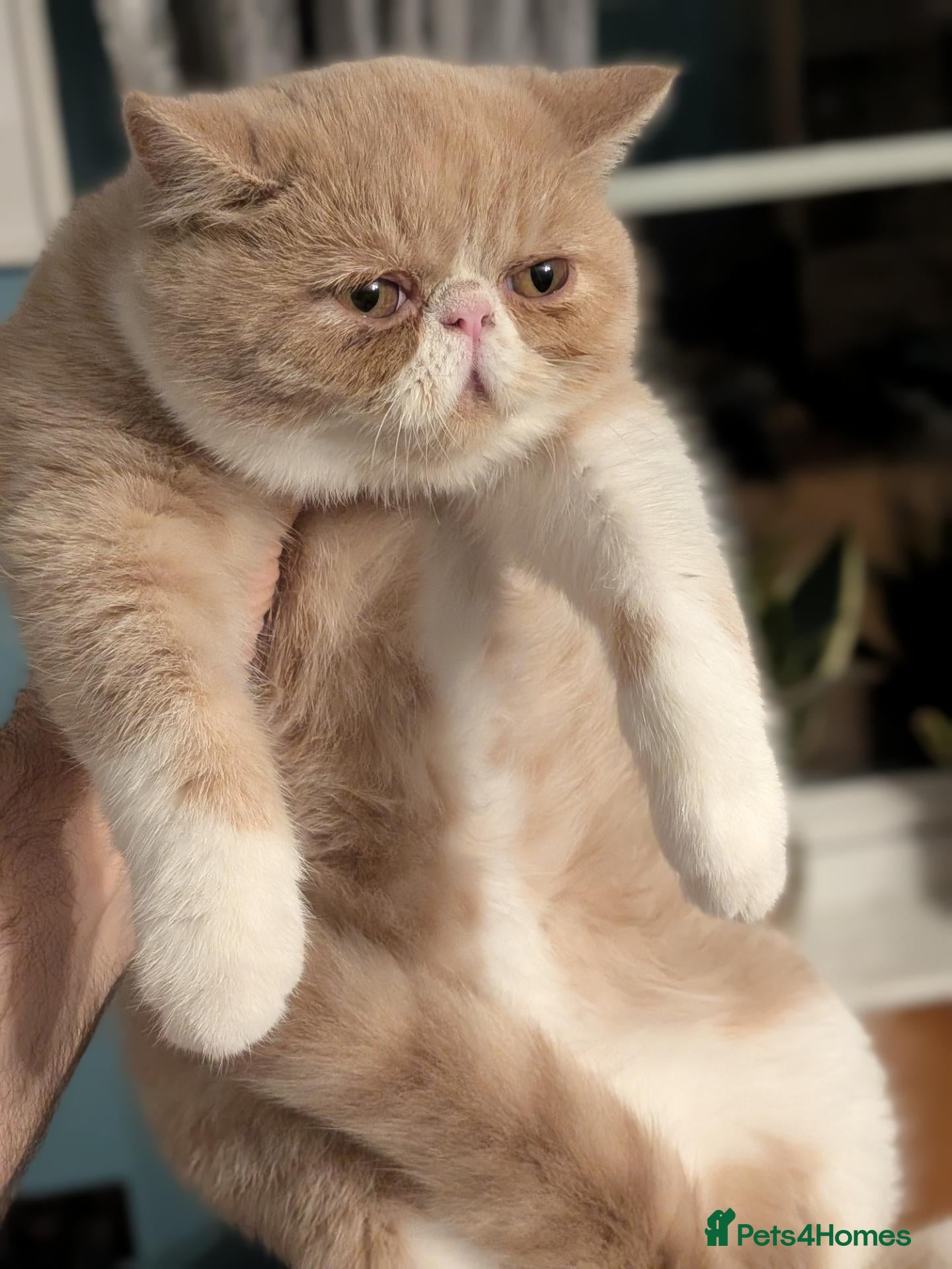 Exotic cats ✨ AMBERLIGHT — EXOTIC SHORTHAIR MALE ✨ - Advert 9