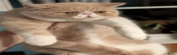 Exotic cats for sale: ✨ AMBERLIGHT — EXOTIC SHORTHAIR MALE ✨ - Advert 2