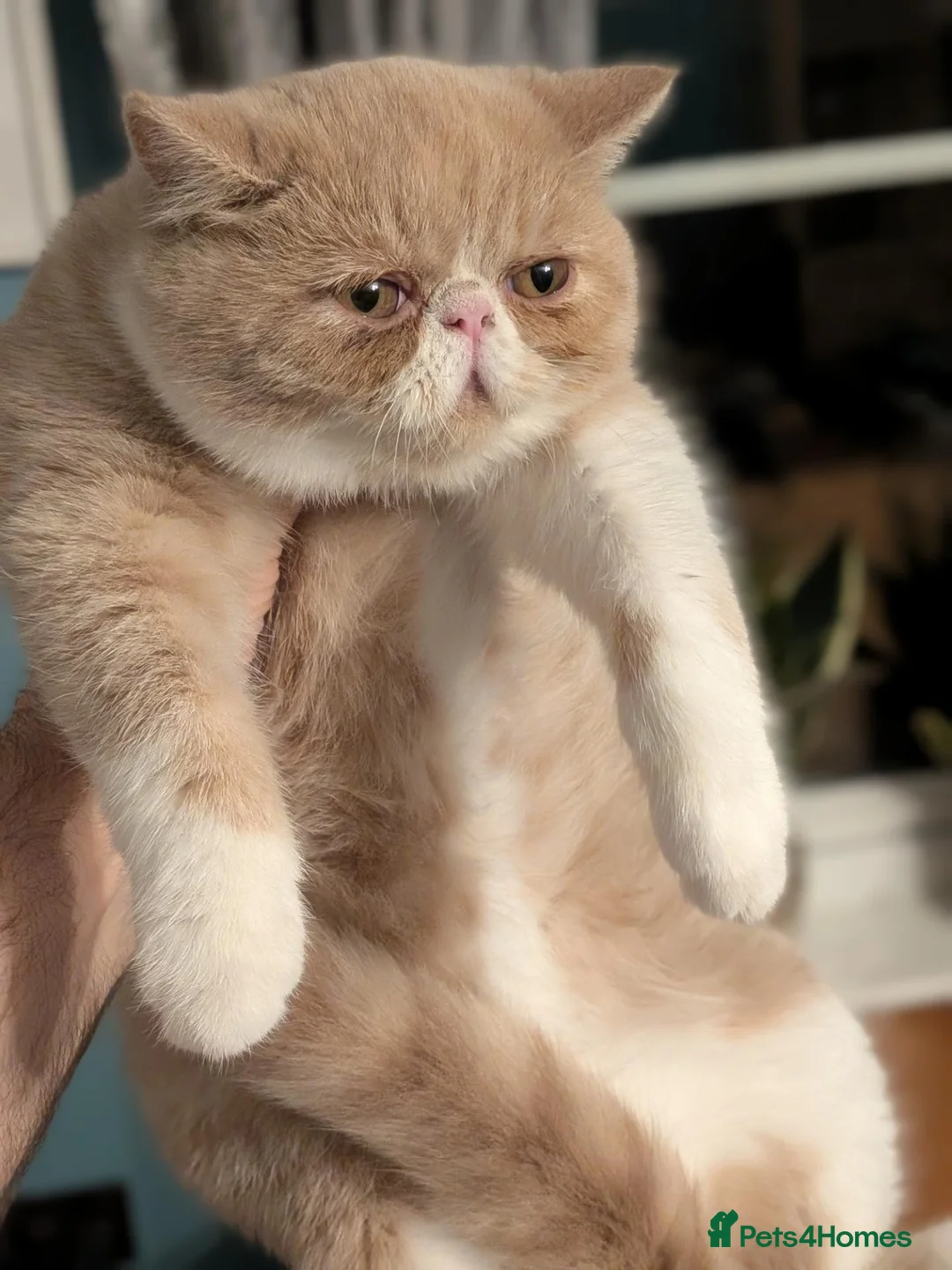 Exotic cats for sale: ✨ AMBERLIGHT — EXOTIC SHORTHAIR MALE ✨ - Advert 2