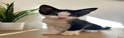 Mixed Breed cats for sale: 1 beautiful male kitten available now!  - Advert 4