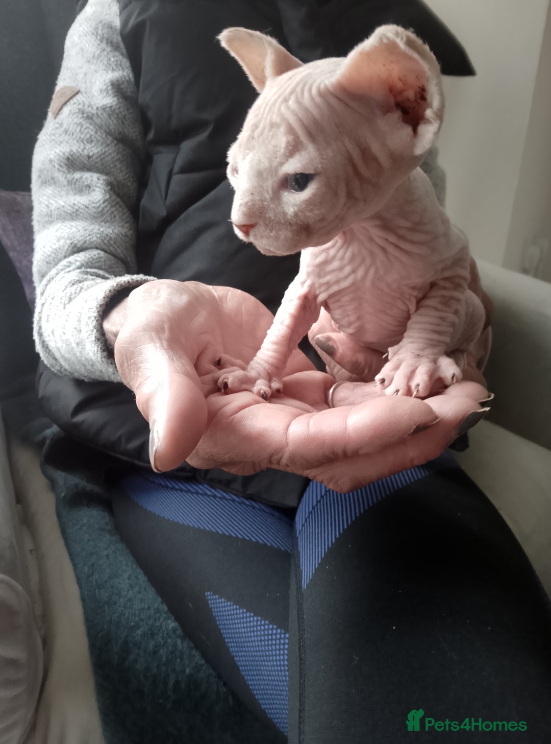 Sphynx cats for sale: Beautiful Sphinx boys available.  - Advert 8