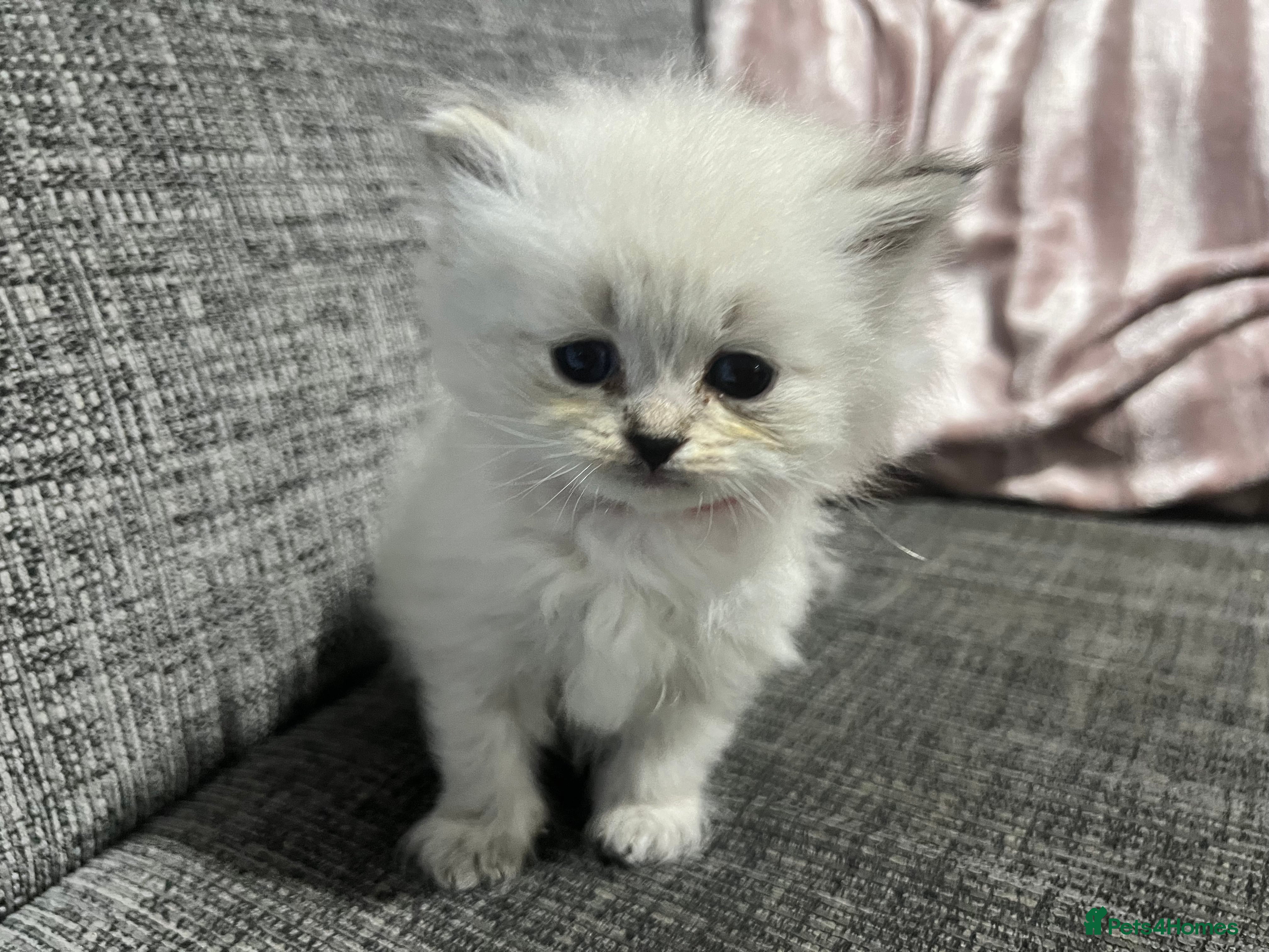 Siberian cats 💎💎GCCF Siberian Neva Masquerade Kittens💎💎 - Advert 1