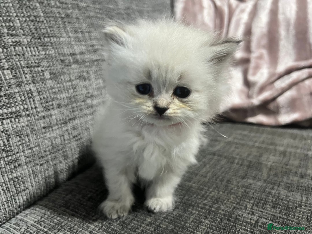 Siberian cats for sale: 💎💎GCCF Siberian Neva Masquerade Kittens💎💎 - Advert 7