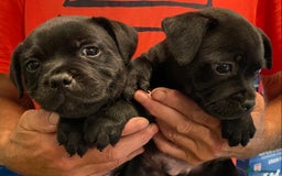 Staffordshire Bull Terrier dogs for sale: Stunning Males For Sale  - Image 2