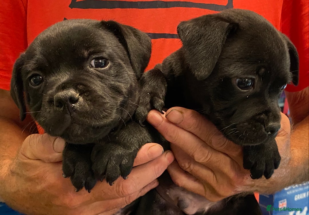 Staffordshire Bull Terrier dogs for sale: Stunning Males For Sale  - Image 2