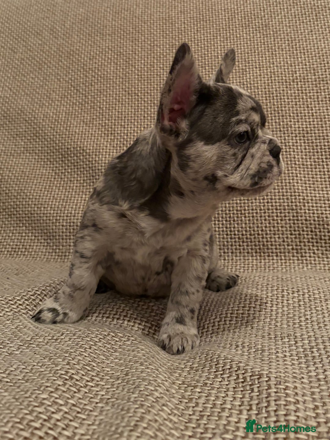 French Bulldog dogs for sale: Beautiful Blue-Eyed French-Bulldog Puppies  - Advert 8