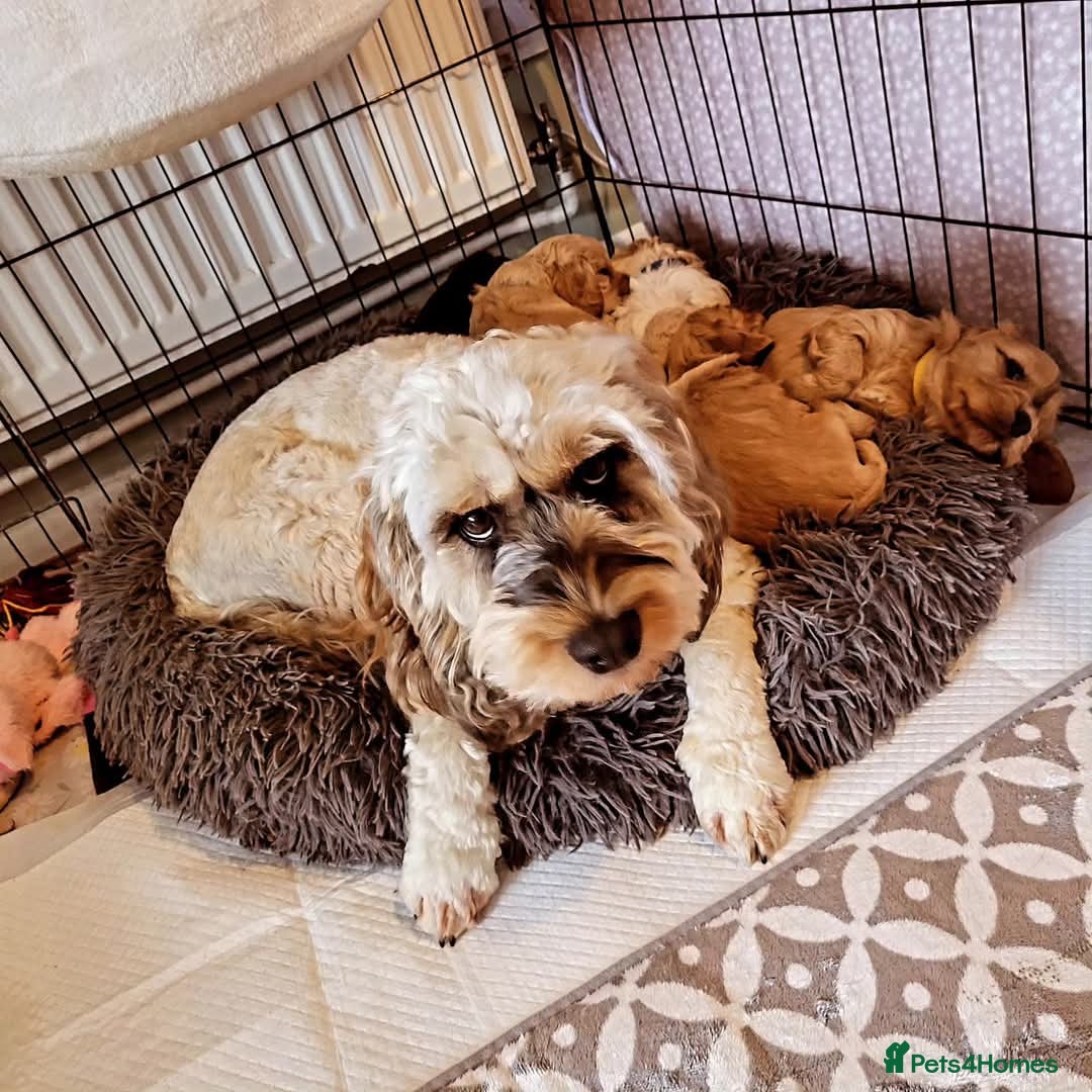 Cockapoo dogs for stud: F1 Cockapoo for Stud - Image 5