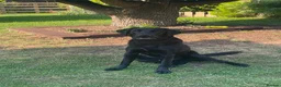 Labrador Retriever dogs for sale: 11 month old male Black Labrador for sale - Advert 7