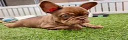 French Bulldog dogs for sale: Beautiful Rare Fluffy French Bulldogs  - Advert 2
