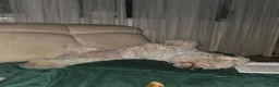 Bichon Frise dogs for sale: Bichon Frise  in Darlington - Advert 2
