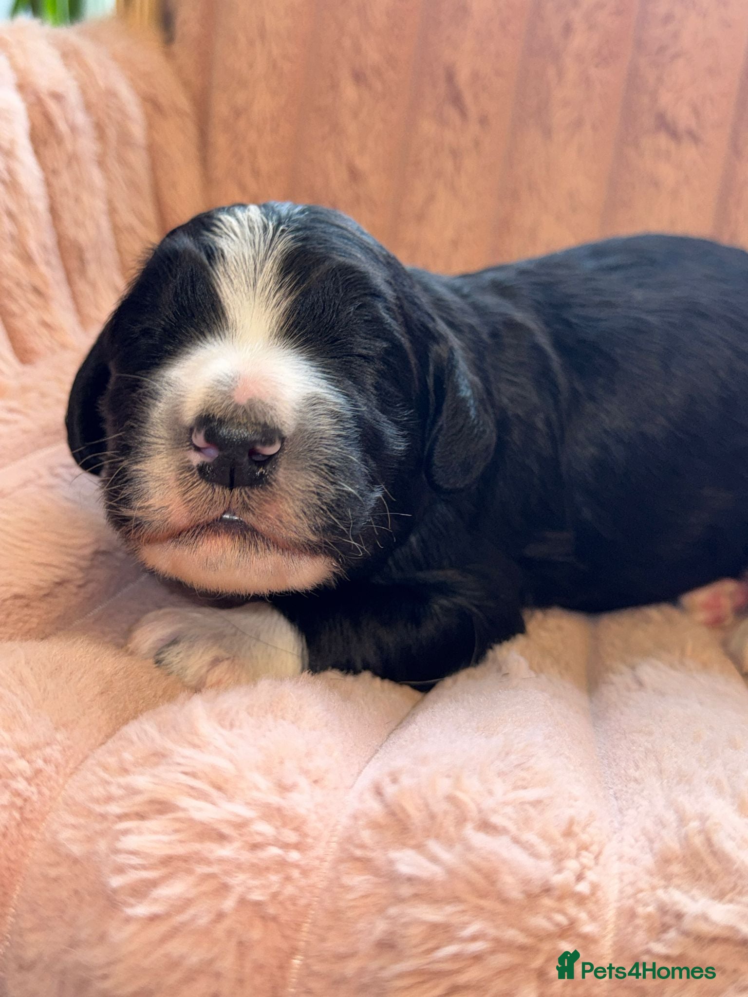 Bernedoodle dogs Xl health tested Bernedoodle puppy’s   - Advert 7